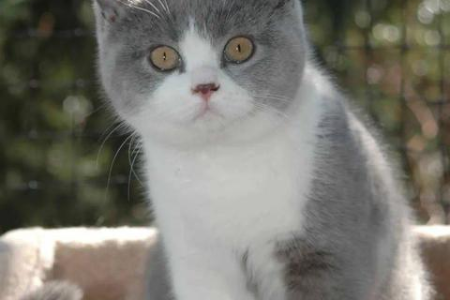 金渐层和银渐层配对生出的猫咪是什么品种？详解遗传基因