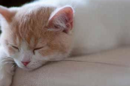 美短虎斑猫优缺点全解析：性格好养易上手吗？