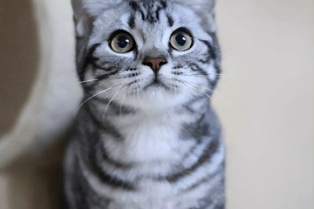 想养猫？美短猫VS英短猫，哪个更适合你？
