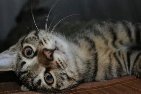 狸花猫脾气好不好？深度了解狸花猫的性格和习性
