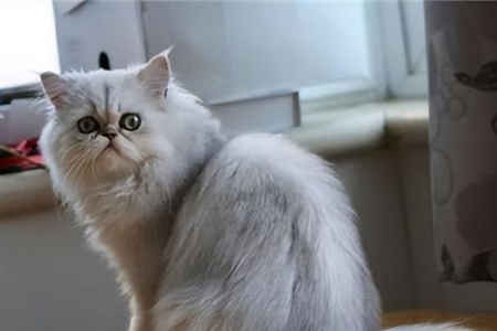 金吉拉猫好养吗？新手小白也能轻松养金吉拉？