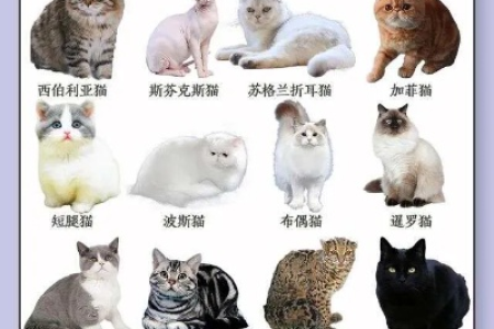 猫一共有多少品种？世界猫咪品种大全及常见猫咪介绍