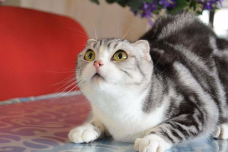 蓝白高地是什么品种？布偶猫还是英短？
