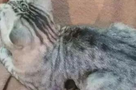 美国短毛猫的种类和特点：你了解多少？
