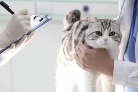 猫咪体检都查什么？不同年龄猫咪体检项目大揭秘