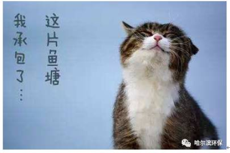 猫一天到晚在家不无聊？看看猫咪的秘密生活