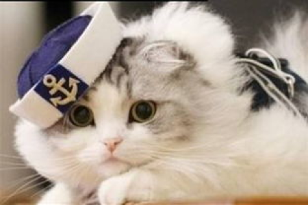 如何判断猫咪是否快乐？猫开心和不开心的具体表现