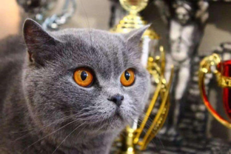 特尔猫VS英短猫：如何快速区分这两种猫咪？
