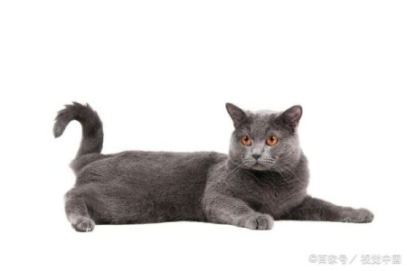 夏特尔猫VS蓝猫：如何快速区分这两种猫咪？