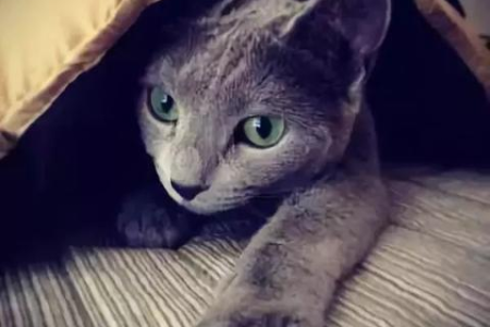 科拉特猫和蓝猫区别大揭秘：外貌、性格全方位对比