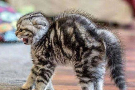 家里老鼠泛滥？宠物猫真的能吓跑它们吗？
