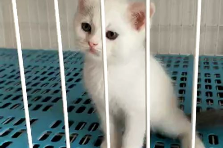 想养两只小猫，它们会不会互相讨厌？