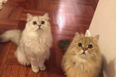 金吉拉猫智商测试：到底相当于人类几岁小孩？
