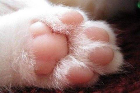 猫咪换环境后躲起来怎么办？如何缓解猫咪换环境的压力？