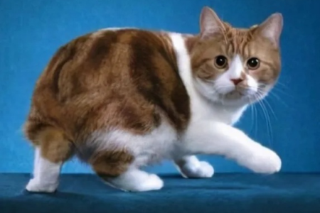 曼岛无尾猫基因缺陷详解：对猫咪健康的影响