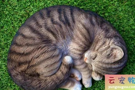 曼岛无尾猫为什么没有尾巴？基因缺陷是主要原因吗？