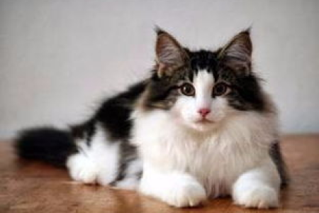 如何鉴别纯种挪威森林猫？外形特征全解析