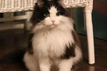 挪威森林猫掉毛严重吗？告诉你真相和应对技巧