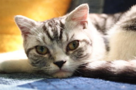 养斯可可猫需要注意什么？掉毛问题该如何处理？