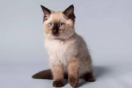 如何区分重点色短毛猫和暹罗猫？一看便知的小技巧