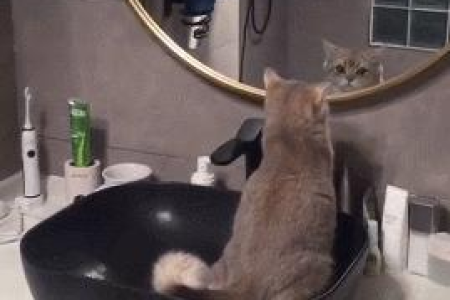 猫洗脸代表什么？秘密都在这里！