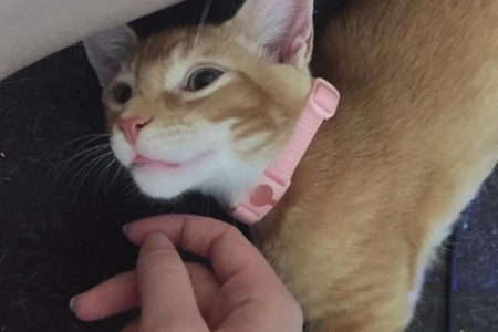 猫咪用爪子蹭你的脸是爱你吗？背后隐藏的秘密是什么？