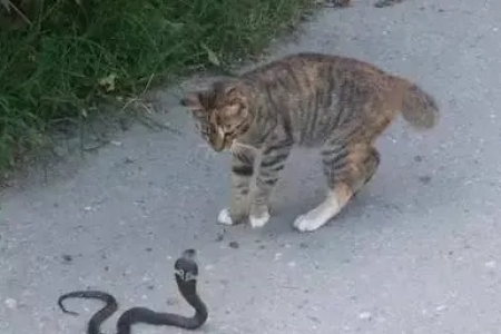 蛇咬不到猫的秘密：速度与灵活性大比拼