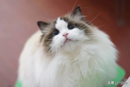 布偶猫不粘人是什么原因？解决方法都在这里