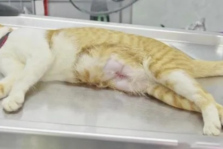 为什么母猫需要绝育？不绝育的后果是什么？
