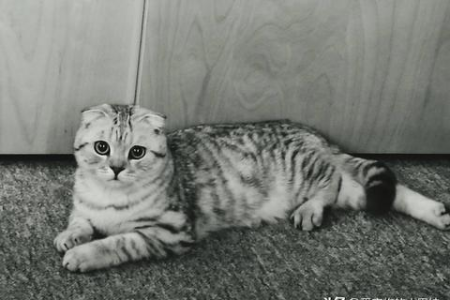 母猫生完孩子还能绝育吗？产后猫咪绝育的风险和好处？