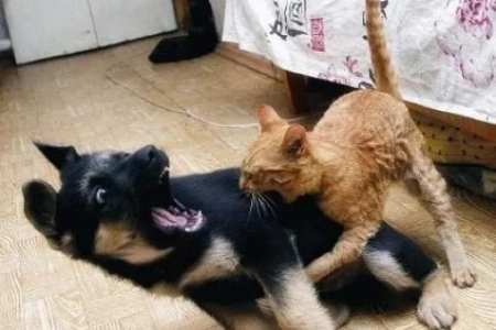 双猫二狗一起养？小心家里变战场！经验之谈