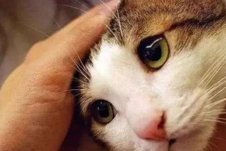 蓝白英短怎么挑选？教你轻松选到健康漂亮的猫咪