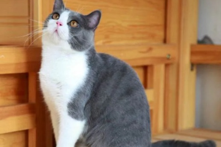 蓝白英短猫品相好坏怎么判断？详解选猫要点