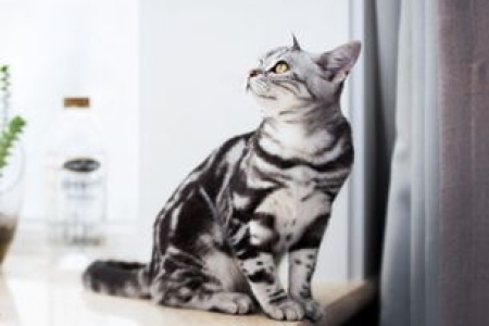蓝白英短猫纯不纯？从颜色、体型等方面教你鉴别