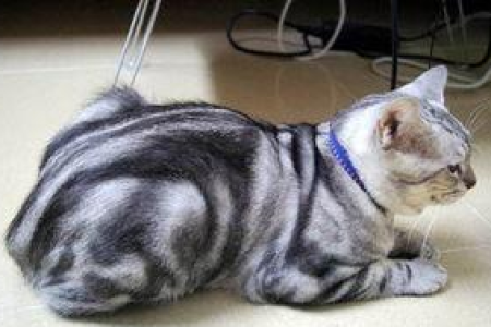 新手养猫挑蓝白还是蓝猫？性格和易养程度大对比