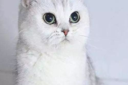 蓝白猫VS银渐层猫：新手铲屎官该怎么选？