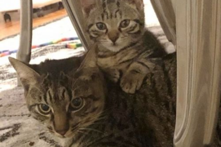 为什么刚出生的小猫一直叫？教你如何安抚小猫