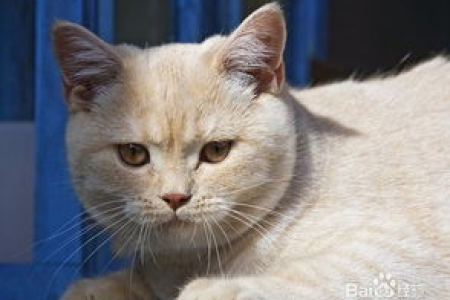 刚出生的猫一直叫？原因及解决方法都在这！