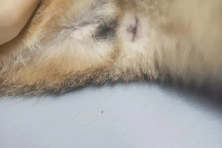 如何区分两个月大的小猫公母？实用技巧大公开