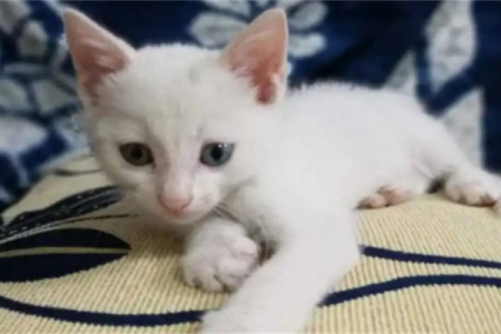 狮子猫幼猫VS普通白猫：如何快速区分它们？