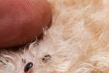 猫的身上真的会有寄生虫吗？铲屎官必知的驱虫知识