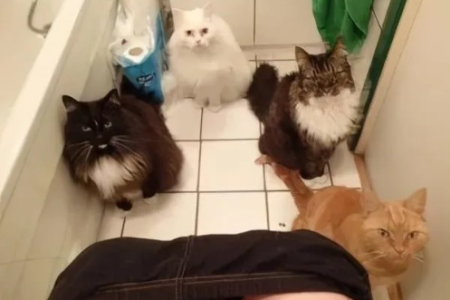 你的猫咪上厕所时也守在旁边吗？这可能是因为它爱你