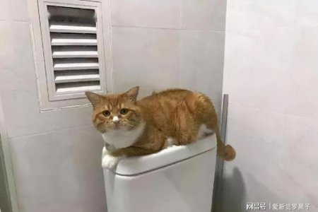 为什么猫喜欢守在门口？解读猫咪的内心想法