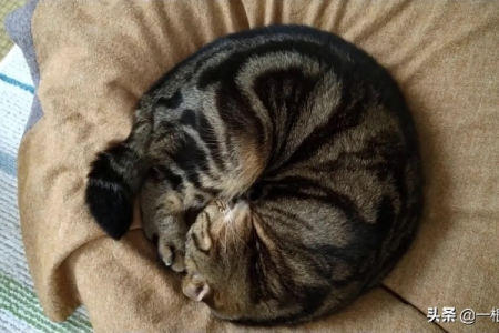 猫咪睡觉喜欢卷成一团？原来是为了保暖和安全！