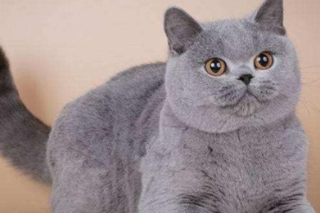 纯种蓝猫怎么选？教你快速识别纯种蓝猫的方法！