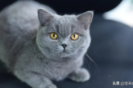 轻松鉴别纯种蓝猫：新手也能学会的实用方法