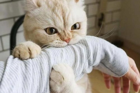 小猫咬人手太疼了怎么办？教你如何训练小猫