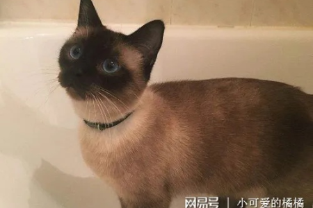 暹罗猫掉毛严重吗？铲屎官必看：如何减少暹罗猫掉毛