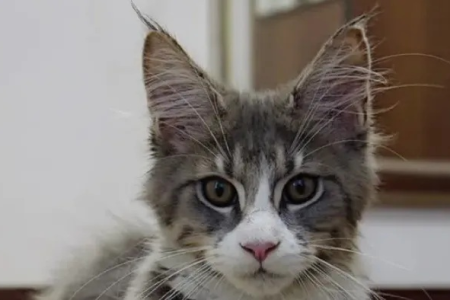 如何判断母猫是否已经结束发情期？简单方法速查！
