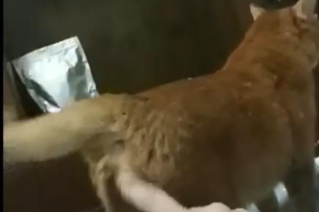 绝育母猫的特征是什么？快速识别绝育猫